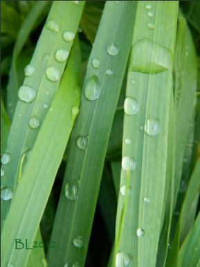 Regentropfen auf Schilfgras