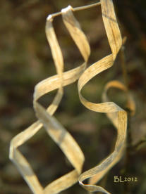 Vertrocknetes Strandgras