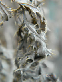 Distelblatt im Winter